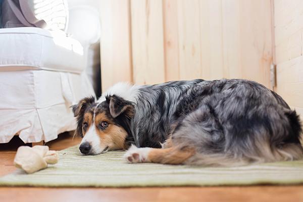 A dog with a tricolor coat lies on a striped rug next to an unstuffed toy in a cozy tiny house with wooden walls and a white chair.